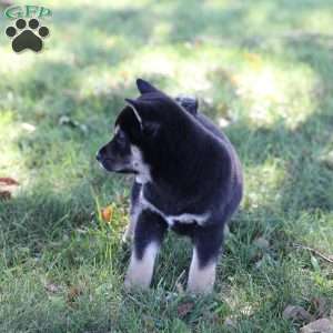 Dash, Shiba Inu Puppy